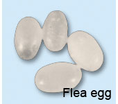 Flea Eggs