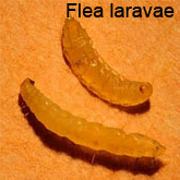Flea Laravae