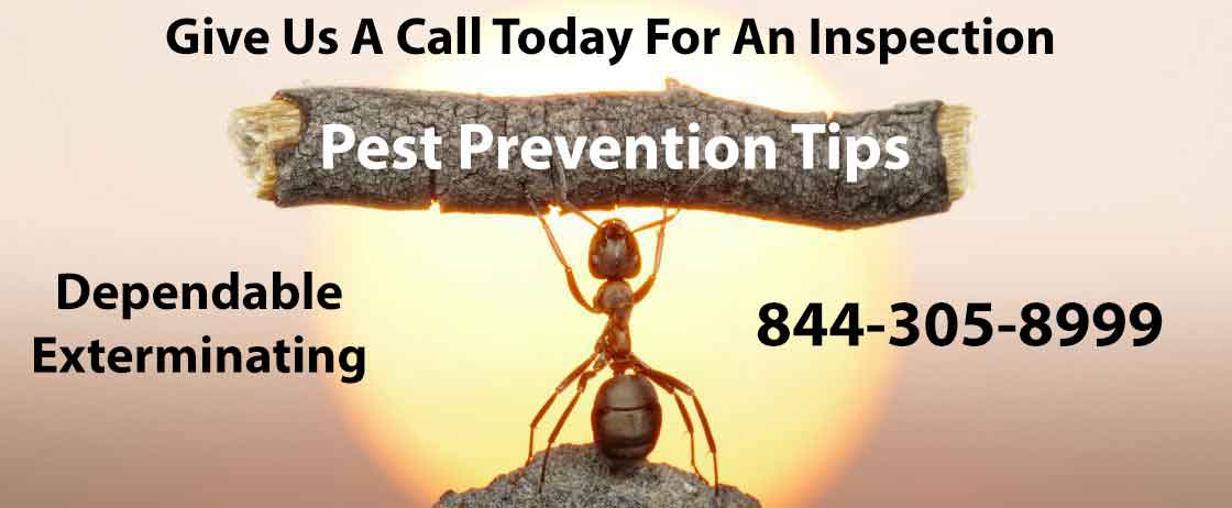 Pest Prevention Tips