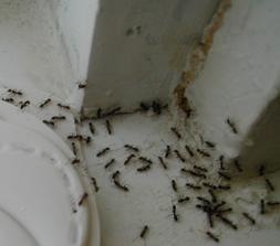 Ants Extermination