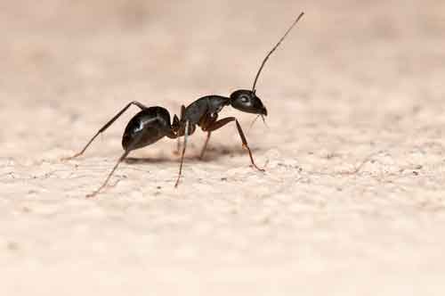 Ant Exterminator