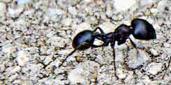 Pavement Ants