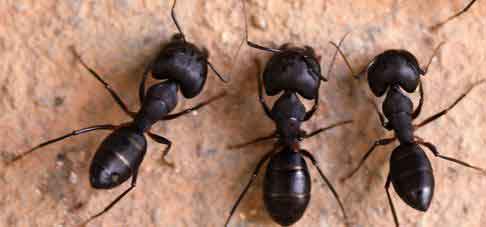 Carpenter Ants