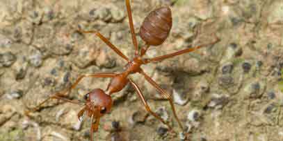 Red Imported Fire Ants