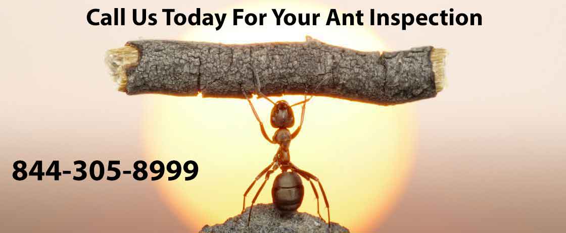 Ant Pest Control