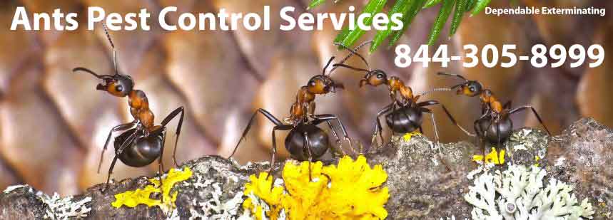 Ants Pest Control Services
