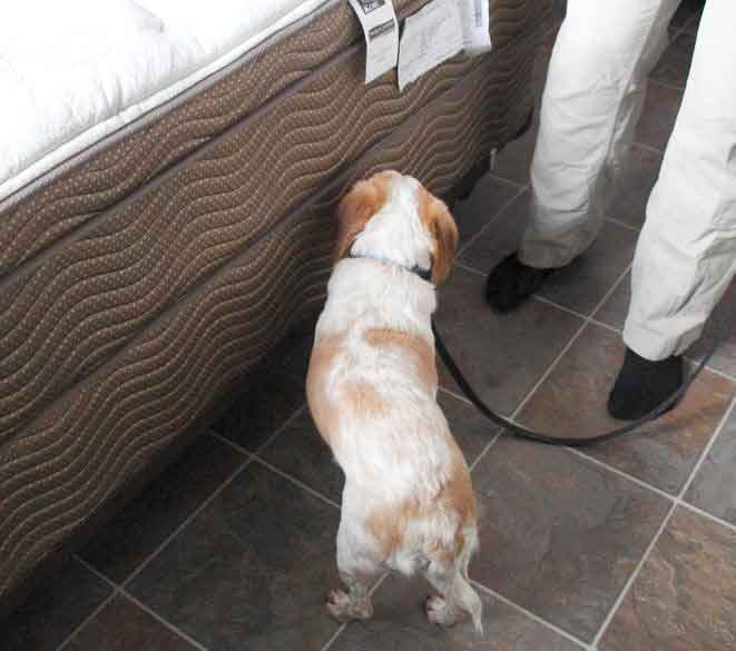 K-9 Inspection by a Certified Bed Bug Dog