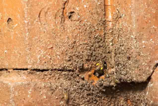 Bee's Nest In Wall Void