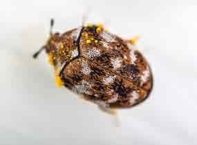 Carpet Beetle Exterminator