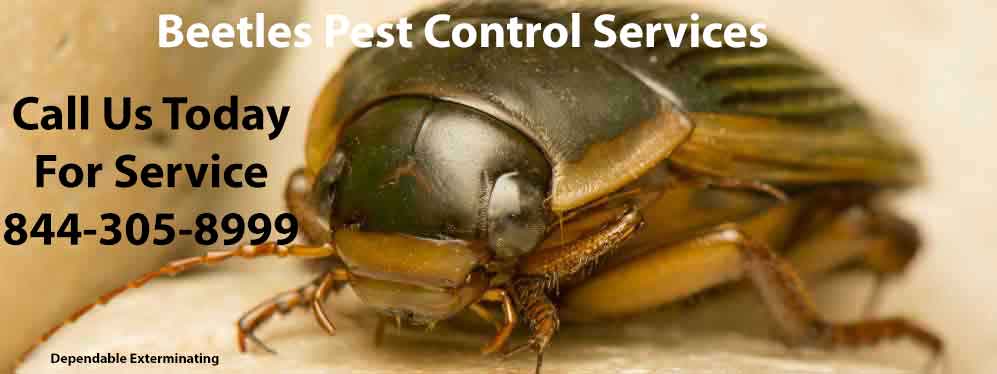 Beetle Pest Control