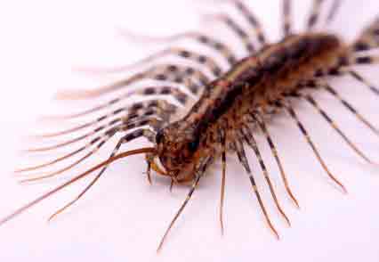 Centipede Exterminator