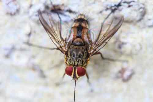 Cluster Fly