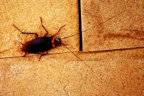 Cockroach On Kitchen Floor