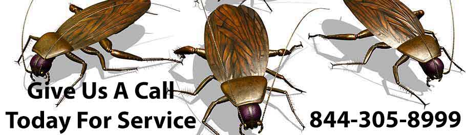 Roach Control