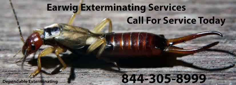 Earwig Exterminator