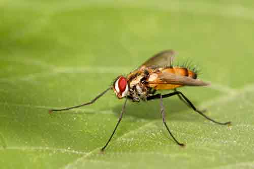 Flesh Fly