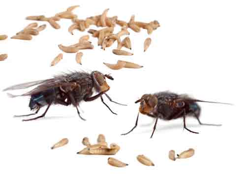 House Flies