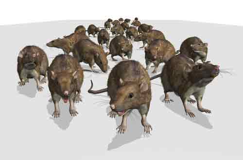 Rat Exterminators