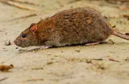 Mice Exterminators