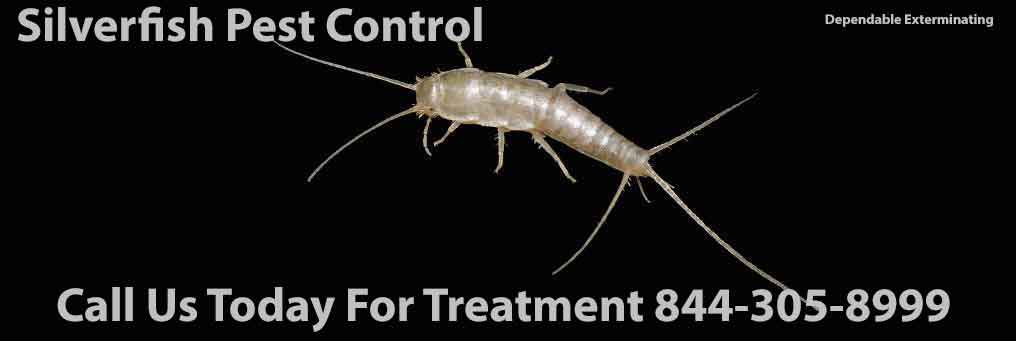 Silverfish Pest Control