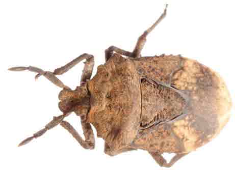 Stink Bugs