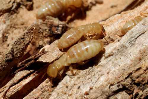 Termite Inspection