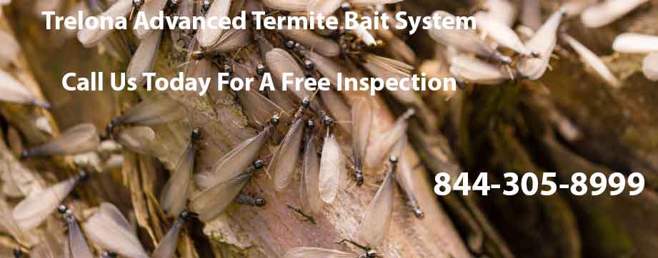 Advance Termite Bait System