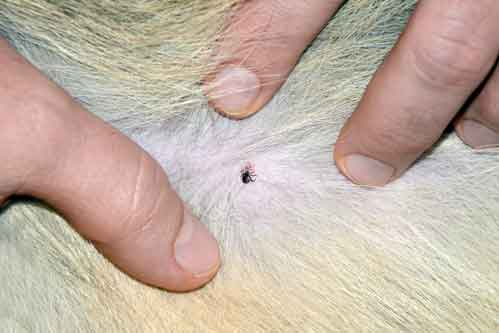 Checking Pet For Ticks