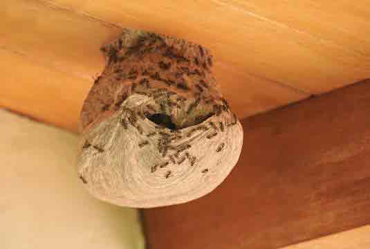 Wasps Nest Removal