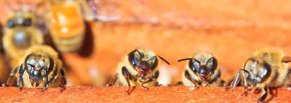 Stony Point Bee Exterminator