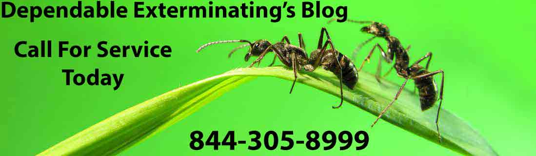 Dependable Exterminating Blog