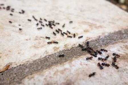 Bronx Ant Exterminator
