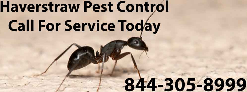 Haverstraw Pest Control