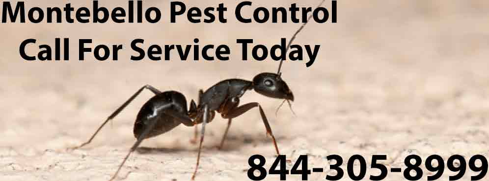 Montebello Pest Control
