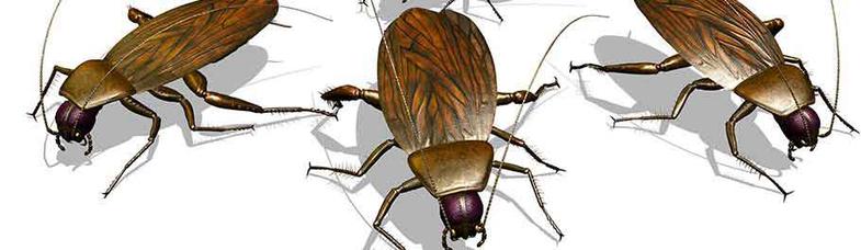 Nanuet Cockroach Exterminator