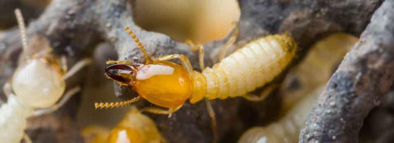 Nanuet Termite Exterminator