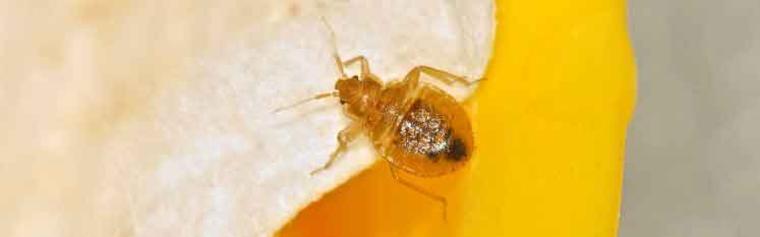 Nanuet Bed Bugs Exterminator