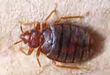 New City Bed Bug Exterminator