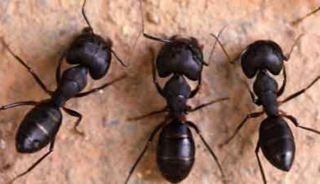 Pearl River Ant Exterminator