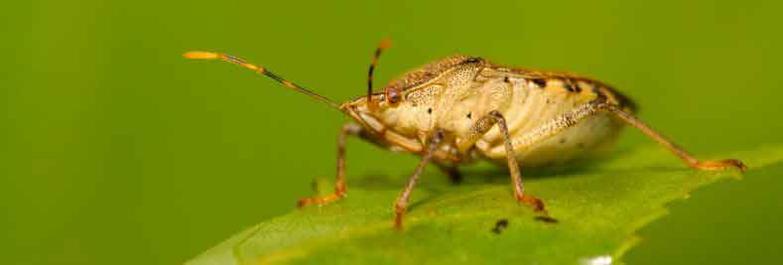 Pomona Stink Bugs Exterminator