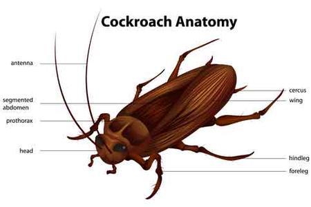 Spring Valley Cockroach Exterminator