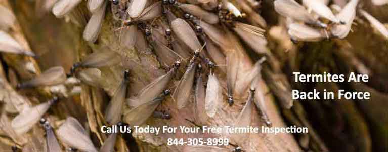 Stony Point Termite Inspection