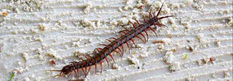 Suffern Centipede Exterminator