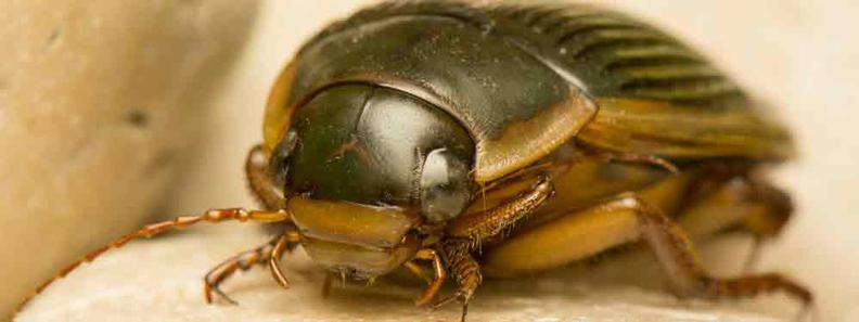 Tappan Carpet Beetle Exterminator