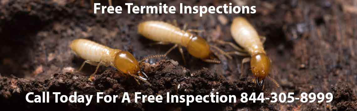 Free Pest Control Quotes