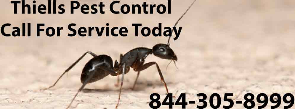 Thiells Pest Control