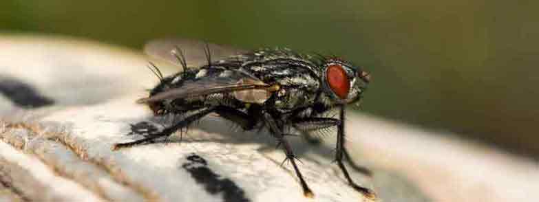 Valley Cottage Flies Exterminator