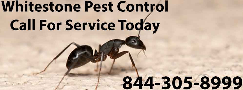 Whitestone Pest Control