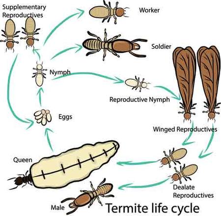 Whitestone Termite Control