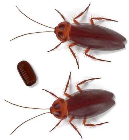 Whitestone Cockroach Exterminator
